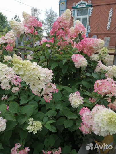 Гортензия метельчатая