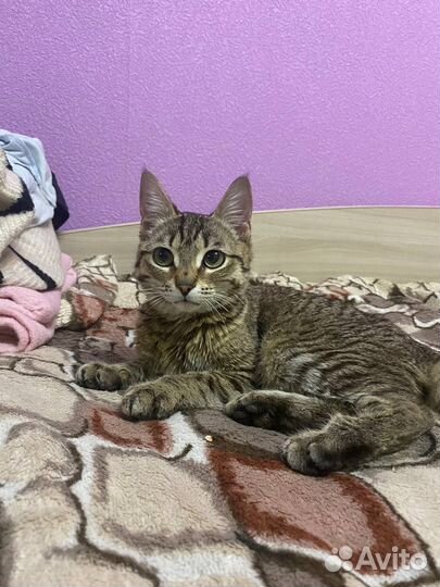 Кот в частный дом