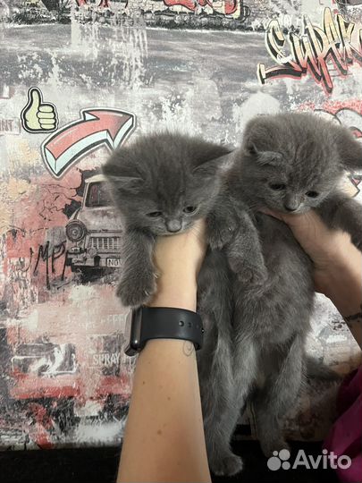 Британские котята