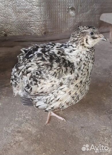Яйцо перепелиное инкубационное