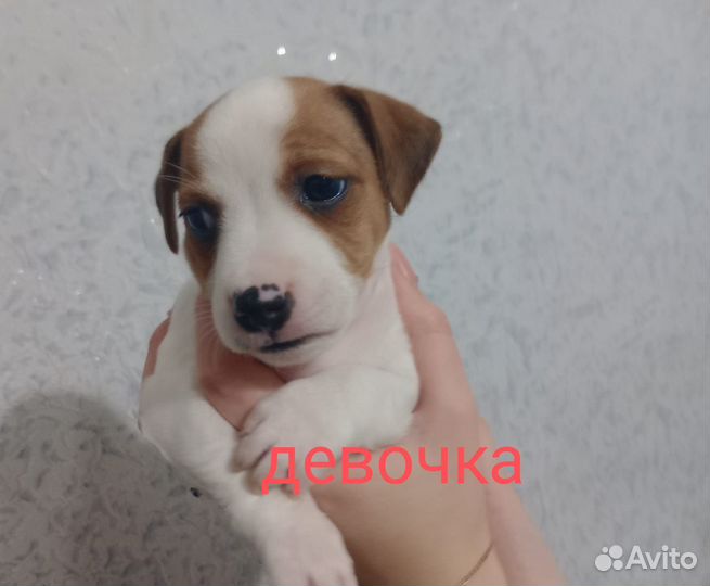 Щенки джек рассел терьера