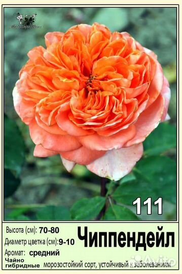 Саженцы роз 2- летки зкс оптом и розница