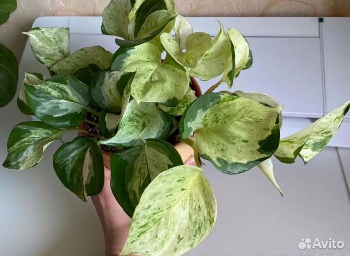 Эпипремнум marble apple, золотистый