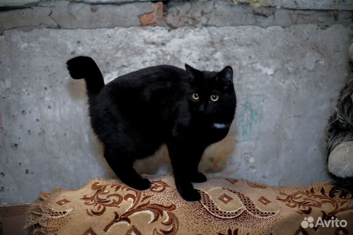 Отдам кошку