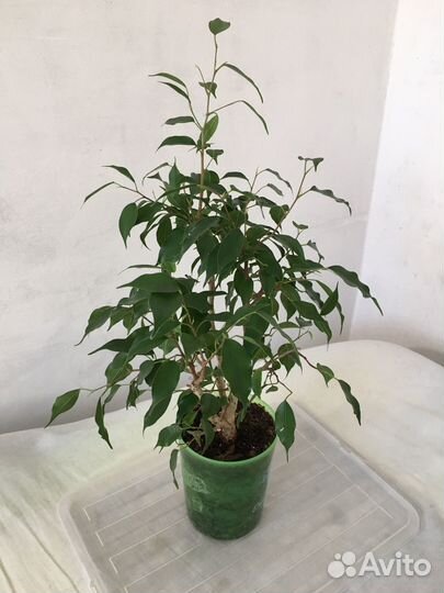 Мелколистный фикус Бенджамина