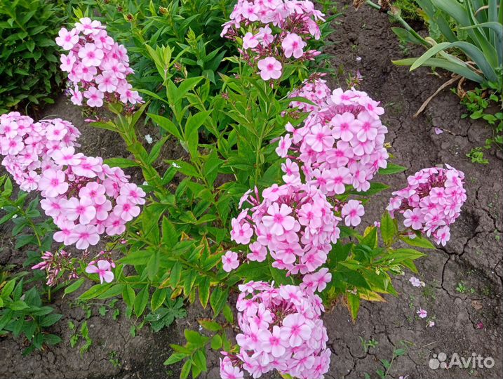 Флокс сорт Дарья