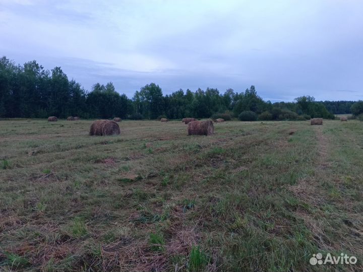 Сено в тюках
