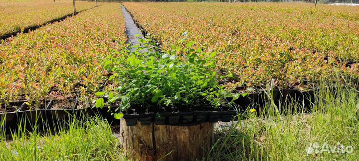 Голубика на доращивание от 1000 шт