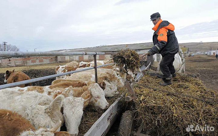 Уход за животными с проживанием и питанием