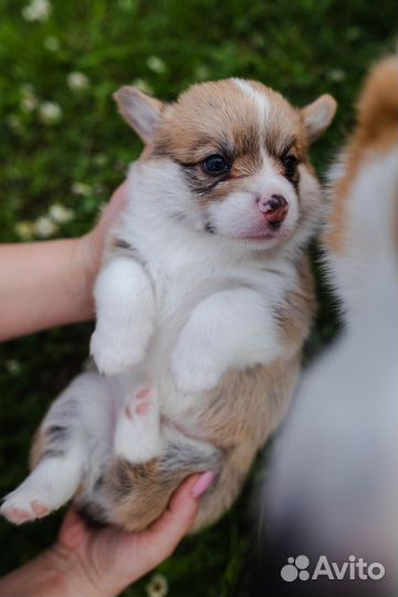 Вельш-корги пемброк