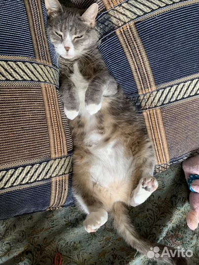 Домашняя передержка кошек