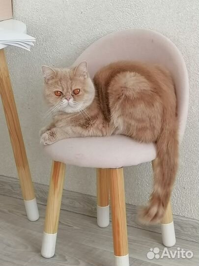 Кошку в добрые руки