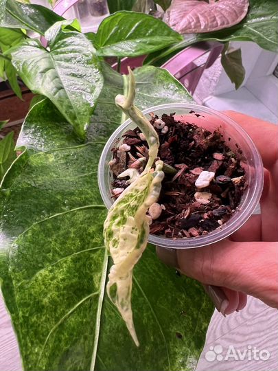 Эпипремнум Оксалис