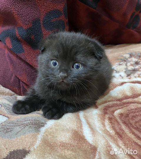 Шотландский кот
