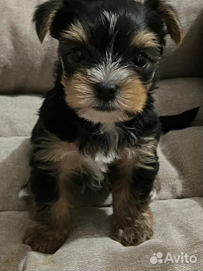 Йоркширский терьер щенки