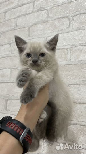 Котята в добрые руки бесплатно