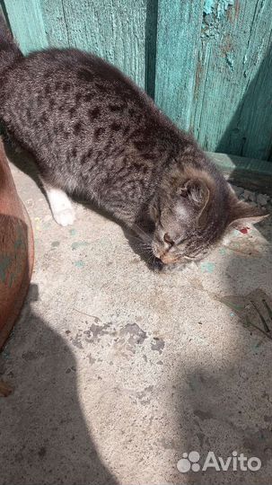 Кошечка в добрые руки, приучена к лотку