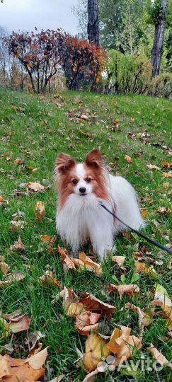 Вязка папийон