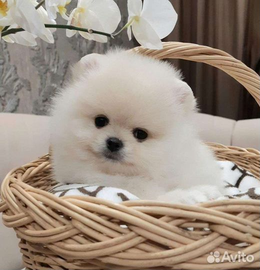 Померанский шпиц медвежьего типа