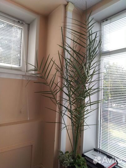 Комнатные цветы