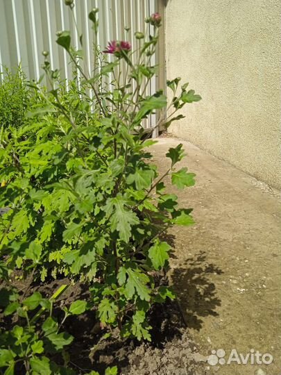 Корейская хризантема