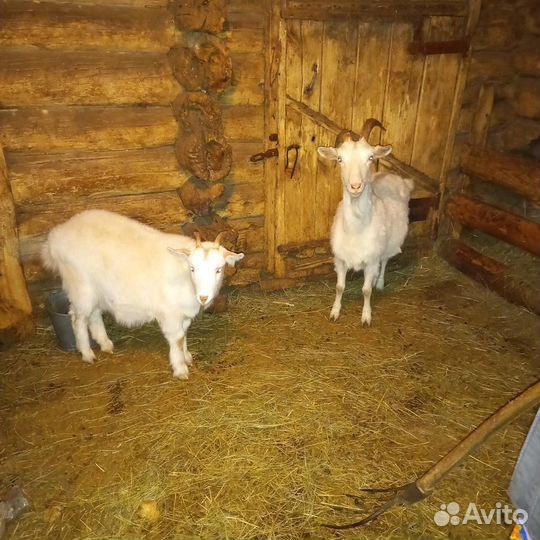 Продам козлят и двух коз
