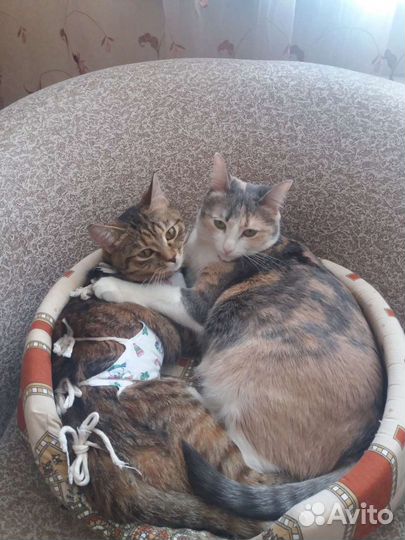 Котоняня, домашняя гостиница для кошек