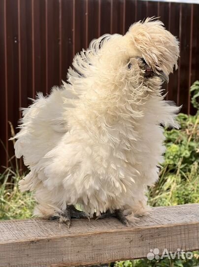 Петух китайский шелковый