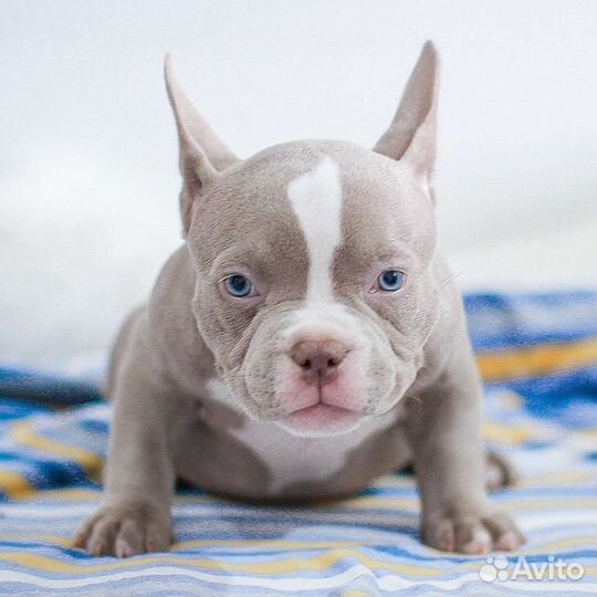 Крутая девочка американского булли