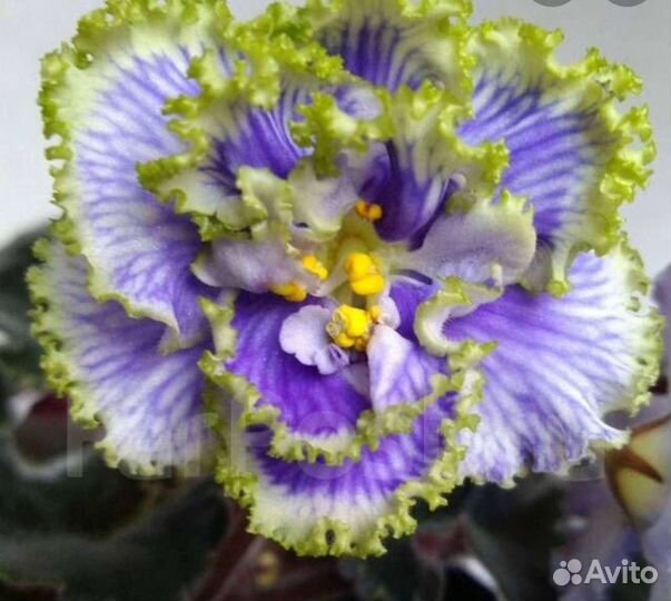 Фиалка сортовая