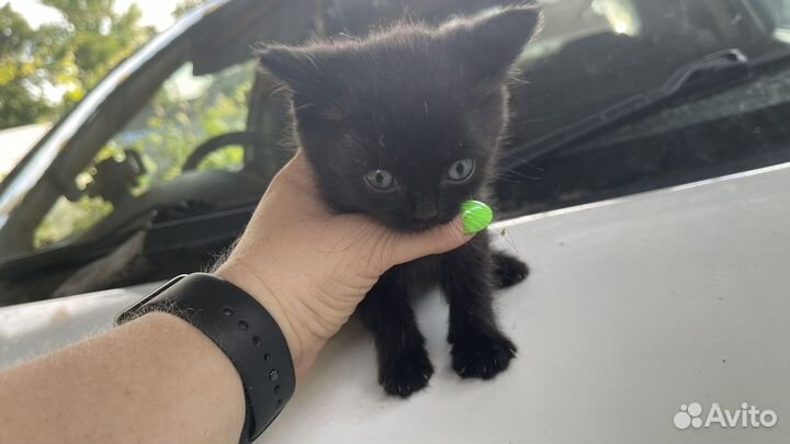 Котята бесплатно