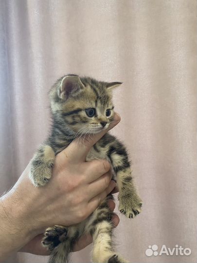Шотландские котята