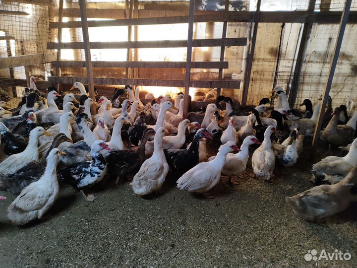 Утки, Индоутки, Кряквы, Куры, Петухи