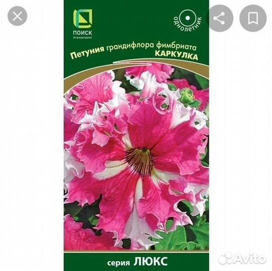 Петунья рассада