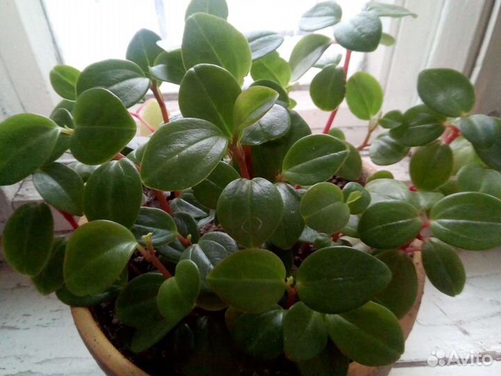 Пеперомия комнатная декоративная