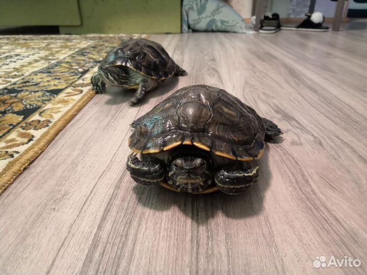 2 Черепахи, красноухая, бесплатно