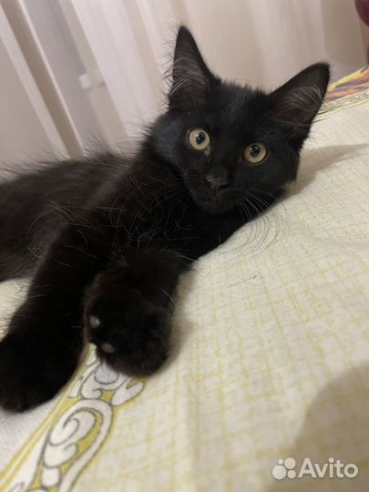 Котенок в добрые руки