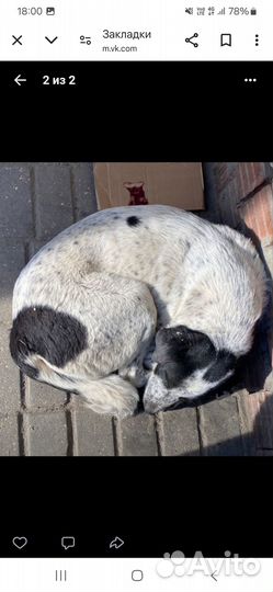 Пожалуйста, щенку очень нужен дом