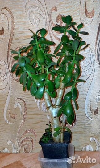 Денежное дерево толстянка