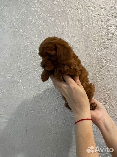Девочка той-пудель ред браун РКФ