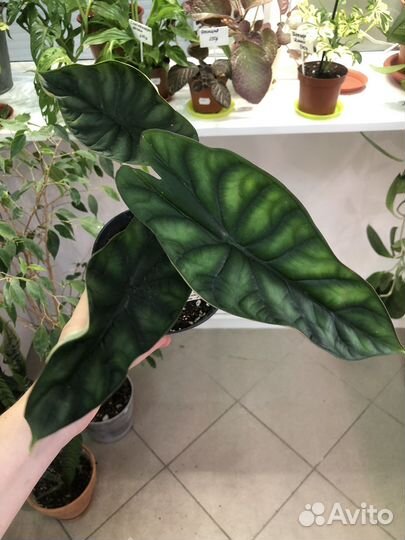 Алоказия шкура дракона