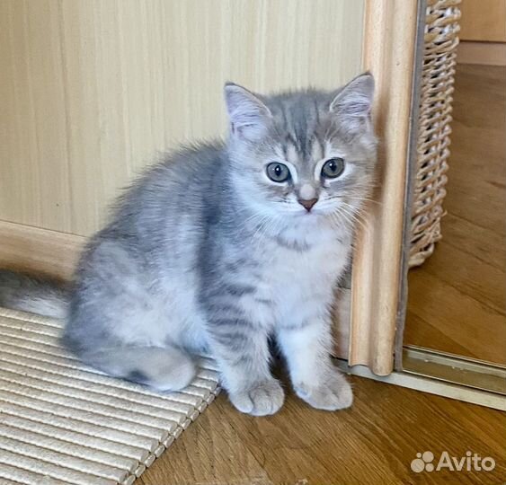 Британские котята