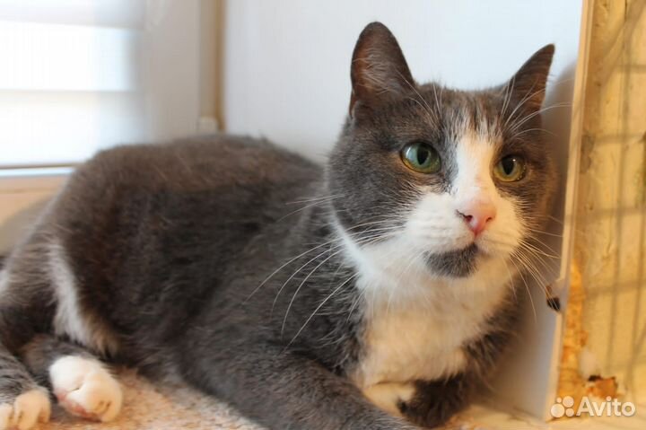 Кошечка Муся