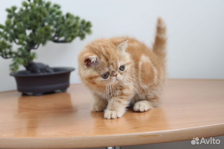 Кошечка экзот