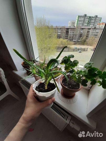 Алоэ древовидный (лечебный )