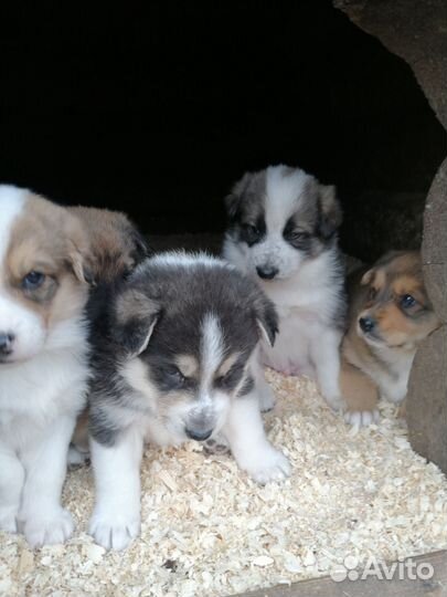 Собаки щенки