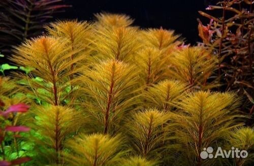 Перистолистник Рорайма