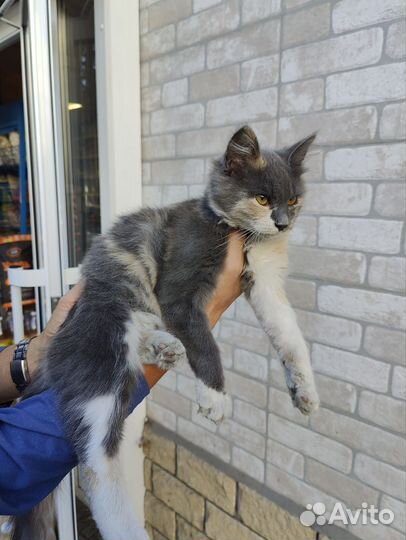 Котенок 3 цветный
