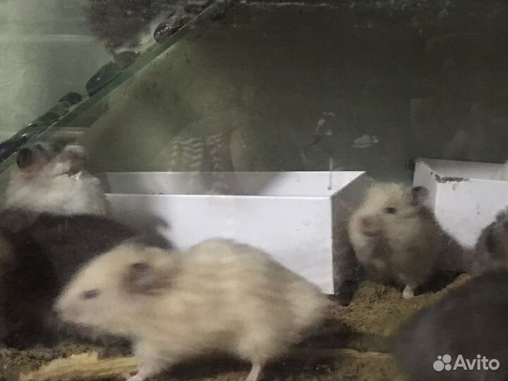 Террариум с хомяками