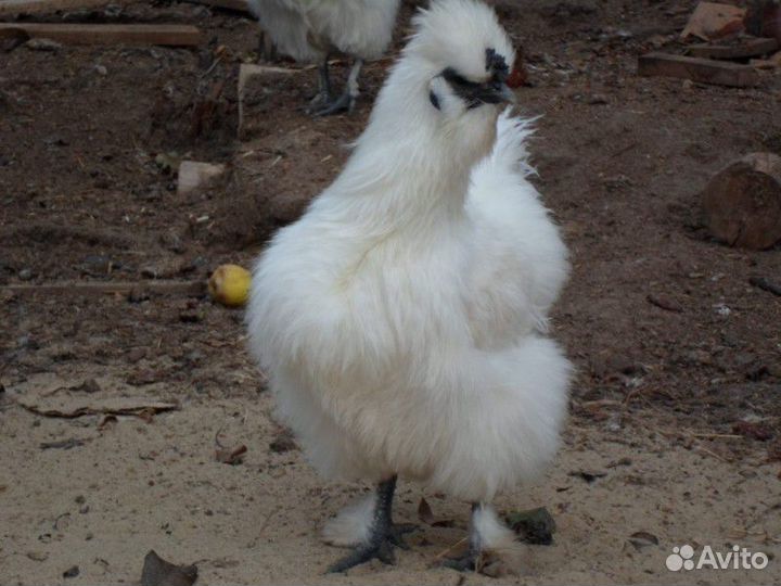 Китайские шелковые куры